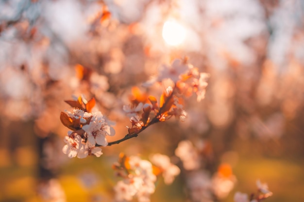 Bella scena della natura primaverile con albero in fiore rosa Vista sul campo di sfocatura della natura da sogno Primo piano della natura