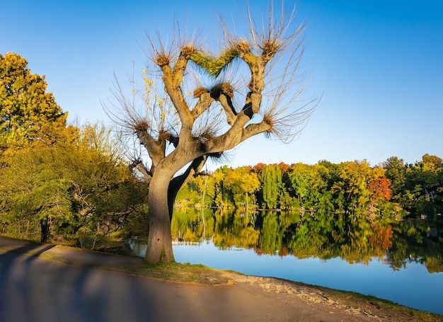 Bella scena della natura