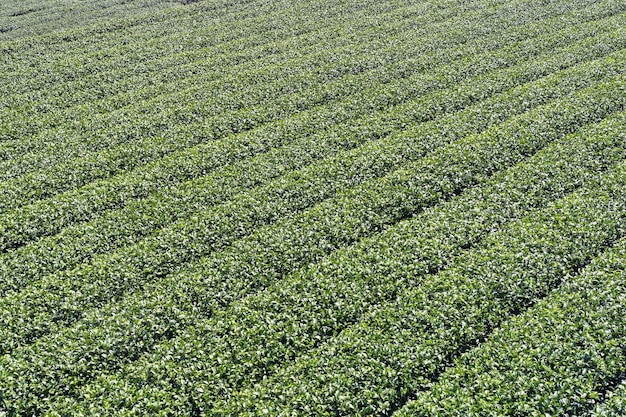 Bella scena delle righe del giardino del tè isolata con il concetto di design delle nuvole e del cielo blu per la vista aerea dello spazio della copia del fondo del prodotto del tè