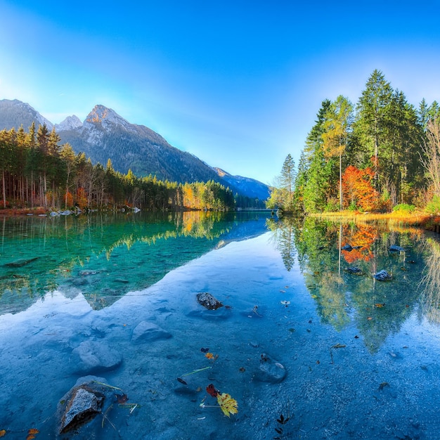 Bella scena di alba autunnale con alberi vicino alle acque turchesi del lago Hintersee