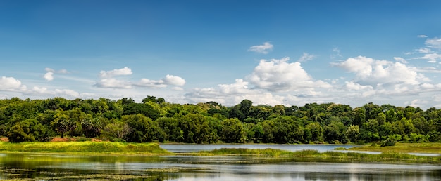 Bella scena rurale con foresta e stagno su sfondo blu cielo