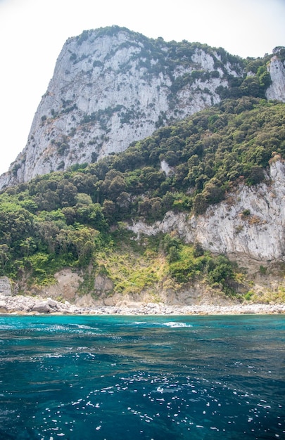 Bella scogliera costiera con alberi in crescita