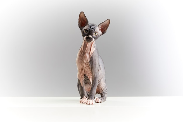 Bella seduta sphynx amichevole del gatto