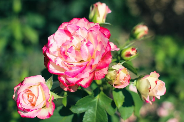 Bella selezione Rose Closeup in estate Sunny Garden Romantic Floral Bakcground o biglietto di auguri