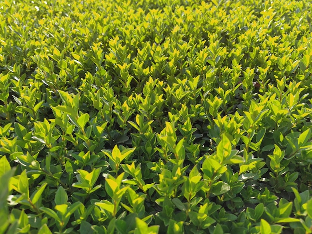 Bella siepe o prato di bosso Giovani germogli e rami di una pianta arbustiva cresciuti in primavera Caldi raggi del sole Le foglie verde brillante sono piene di energia e clorofilla Giardinaggio decorativo dei parchi