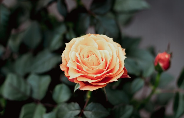 Bella singola rosa arancione con bocciolo che fiorisce nel giardino estivo