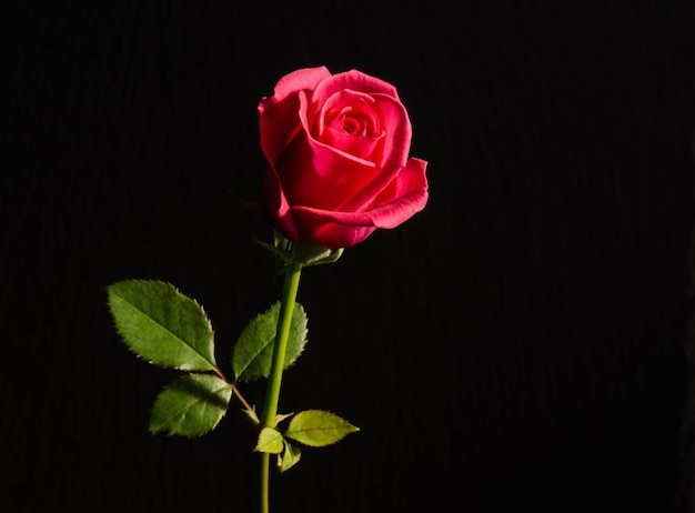 Bella singola rosa rossa su sfondo scuro
