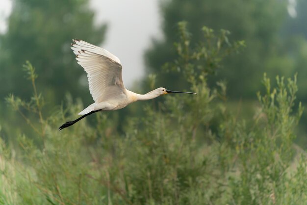 Bella spatola eurasiatica o spatola comune (Platalea leucorodia) in volo.