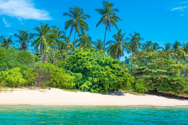 Bella spiaggia all'isola tropicale con palme, sabbia bianca e mare blu