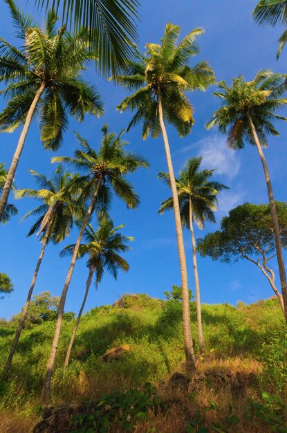 Bella spiaggia del paesaggio a Goa in India