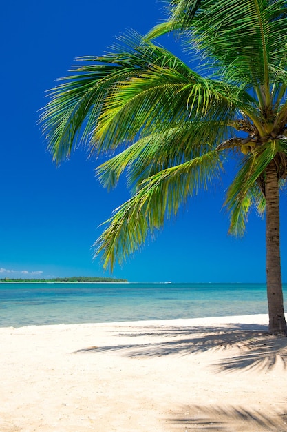 Bella spiaggia e mare tropicale