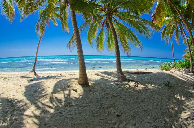 Bella spiaggia e seaxA tropicale