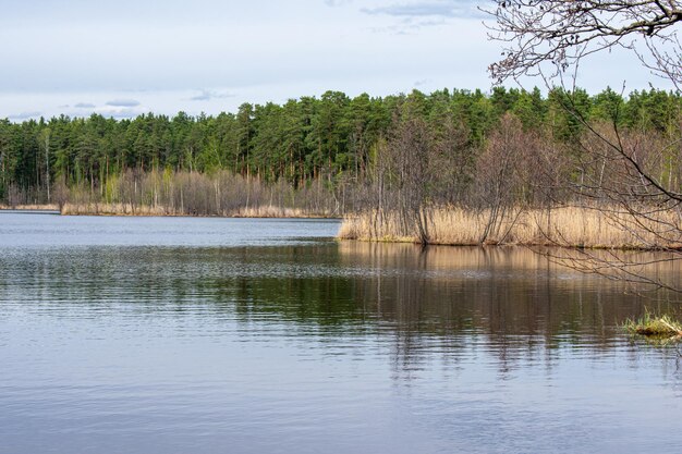 Bella sponda forestale del lago in estate