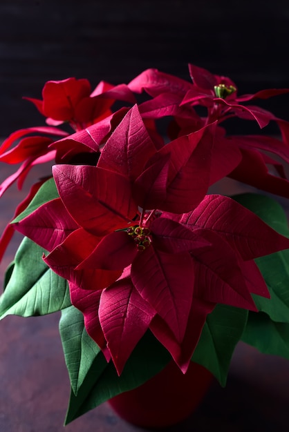 Bella stella di Natale rossa del fiore di Natale su un fondo di legno scuro con luce profonda