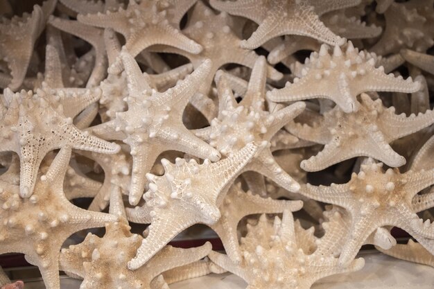 Bella stella marina trovata per scopi decorativi
