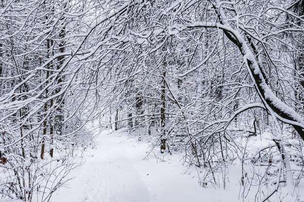 Bella strada bianca come la neve della foresta invernale innevata con una pista da sci coperta di neve alberi e cespugli