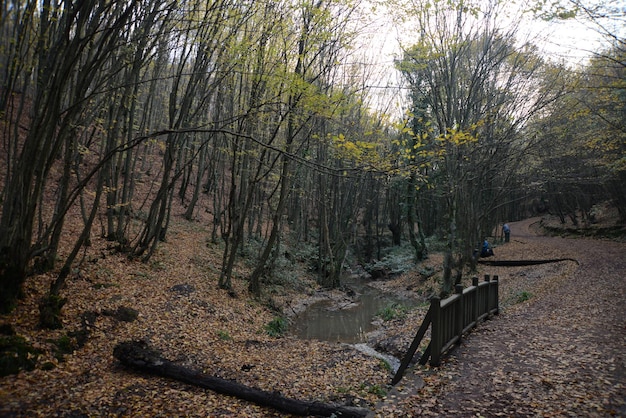 Bella strada di trekking in un parco con alberi autunnali, parchi naturali Turchia, Istanbul, Polonezkoy (Adam