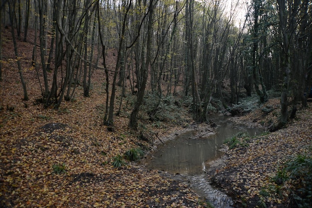 Bella strada di trekking in un parco con alberi autunnali, parchi naturali Turchia, Istanbul, Polonezkoy (Adam