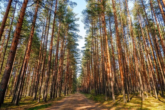 Bella strada forestale nei sobborghi di San Pietroburgo