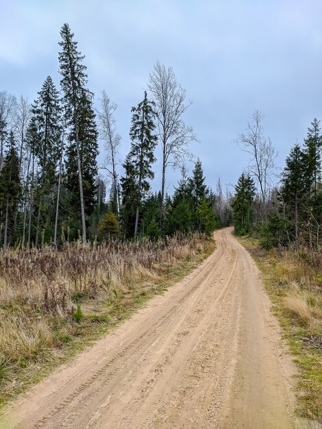 Bella strada forestale nella periferia di San Pietroburgo.