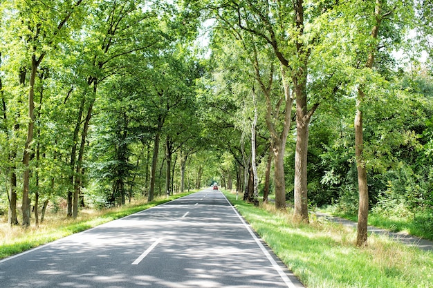 Bella strada o sentiero in un vicolo con alberi verdi ed erba in estate soleggiata all'aperto con auto