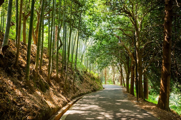 bella strada tra enormi pini