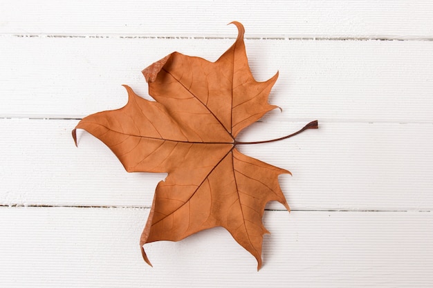 Bella stretta di una foglia d&#39;autunno