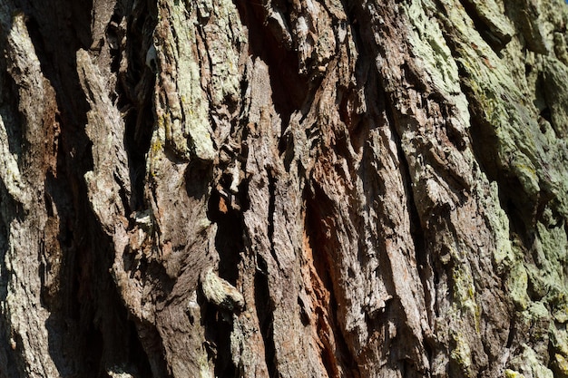 Bella struttura del vecchio fondo della corteccia di albero