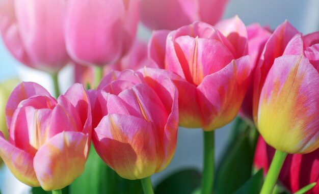 Bella struttura di sfondo tulipano rosa