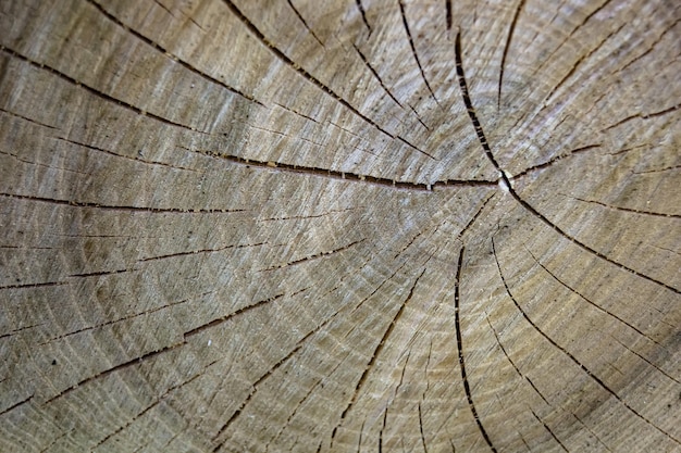 Bella struttura naturale di quercia vecchia frattura di legno primo piano