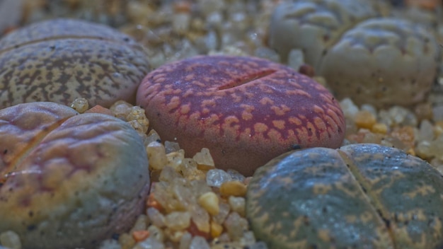 Bella superficie Lithops su pietra pomice