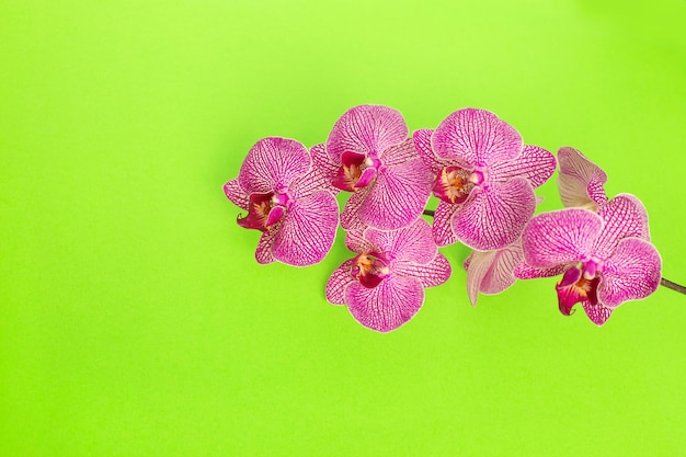 Bella testa di fiore di orchidea delicata su sfondo verde