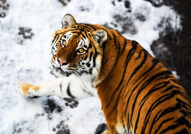 Bella tigre dell'Amur sulla neve Tigre nella foresta d'inverno