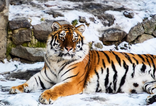 Bella tigre di Amur sulla neve Tigre nella foresta invernale