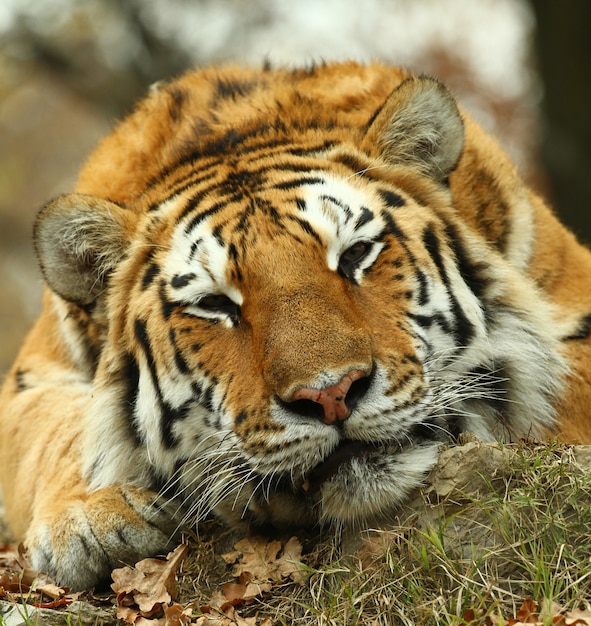 bella tigre nel safari dello zoo