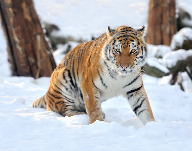 Bella tigre siberiana selvaggia sulla neve