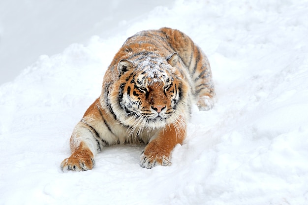 Bella tigre siberiana selvaggia sulla neve