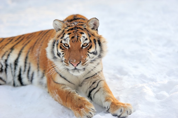 Bella tigre siberiana selvaggia sulla neve