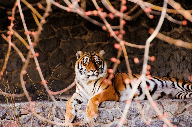 Bella tigre, tempo d'autunno