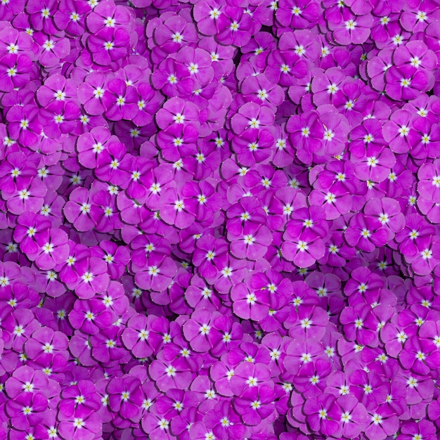 Bella trama di fiori viola Usalo come sfondo del design