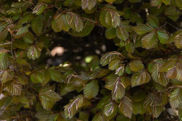 Bella trama di foglie di albero