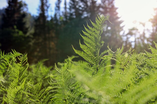 Bella trama di foglie di felce in natura Sfondo naturale di felci Foglie di felce Felci verdi