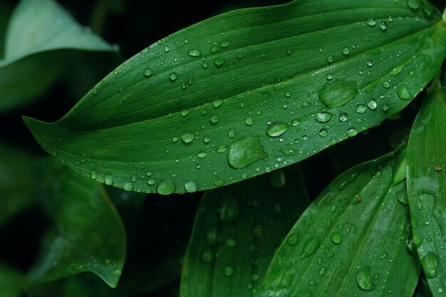 Bella trama di foglie verdi con gocce d'acqua dopo la fine della pioggia