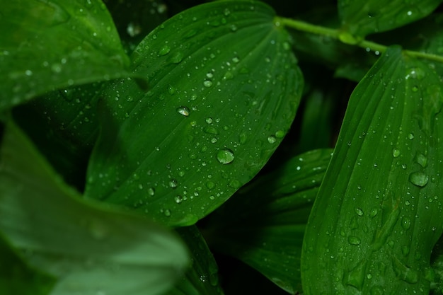 Bella trama di foglie verdi con gocce d'acqua dopo la fine della pioggia