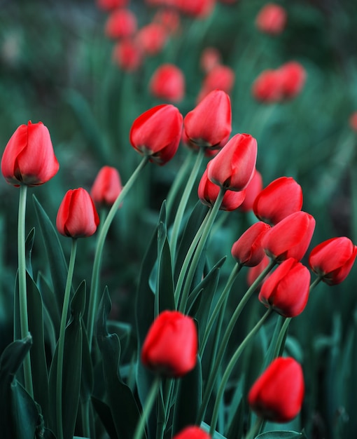 Bella trama di sfondo tulipano rosso