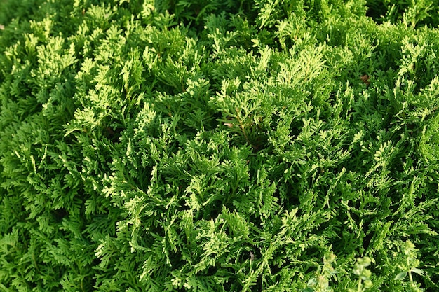 Bella trama verde di foglie di thuja closeup Sfondo di rami di thuja