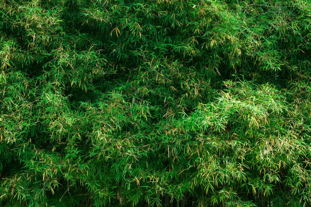 bella trama verde foglia per lo sfondo