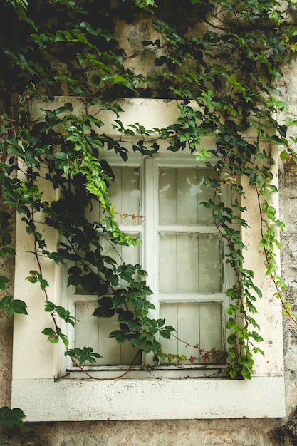 Bella vecchia finestra ricoperta di edera verde