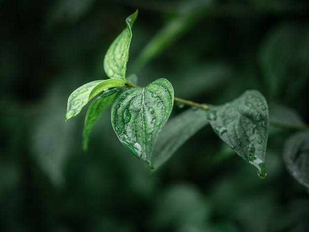 Bella vegetazione verde con gocce d'acqua