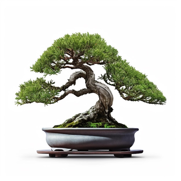 Bella verde vecchia pianta bonsai vaso isolato sfondo bianco